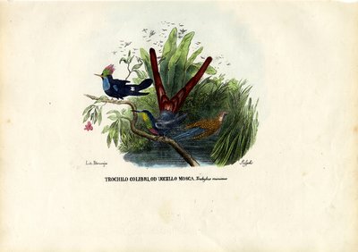 Colibrì, 1863-79 da Raimundo Petraroja
